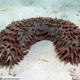 Illustration for article titled Why You Should Care That Sea Cucumbers Are Going Extinct
